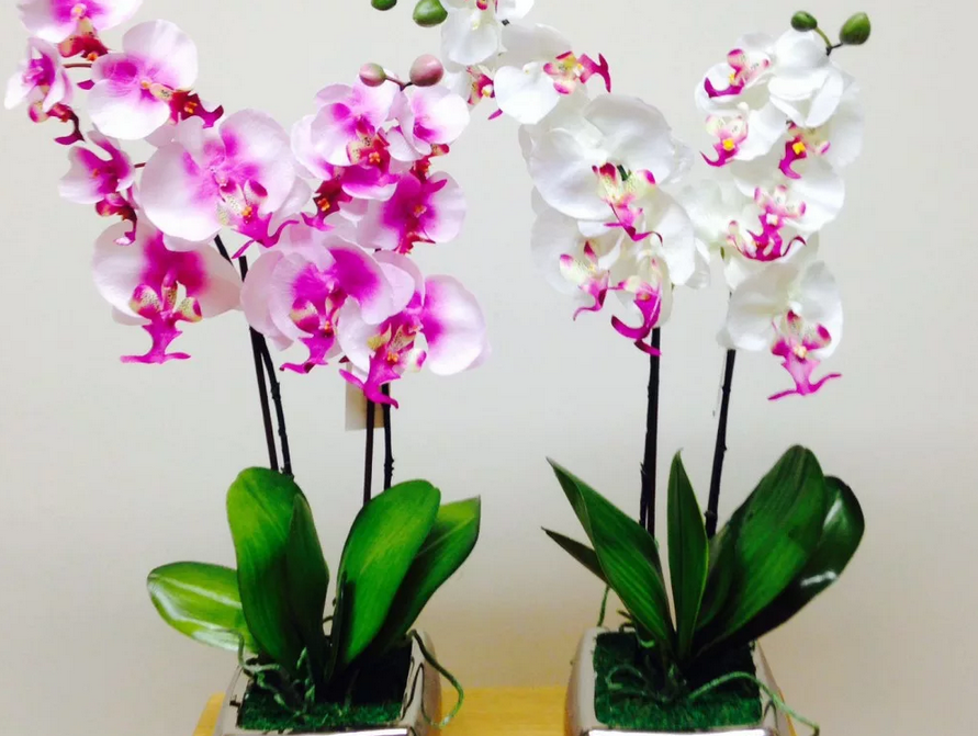 Как заставить цвести любую орхидею? Девочки, делюсь маминым способом: Уход за комнатными цветами